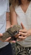 РИОСВ – Враца апелира: Хуманните намерения без експертни познания могат да бъдат фатални за дивата природа