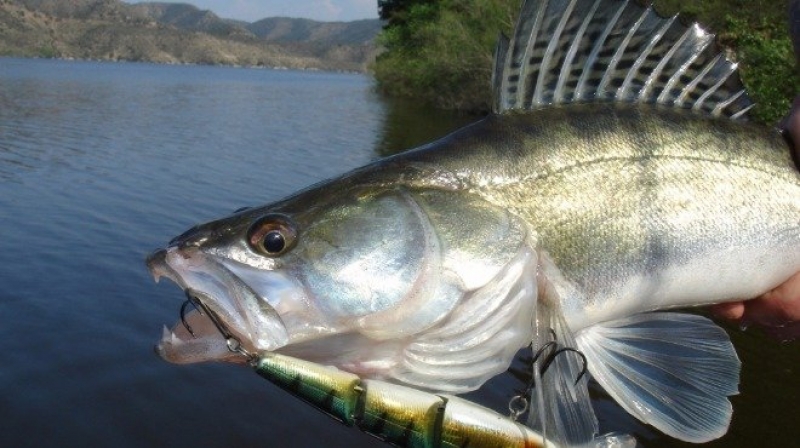 ��������� �������� � ��������