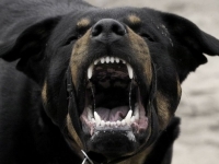 ��������� ������� ����������� ��