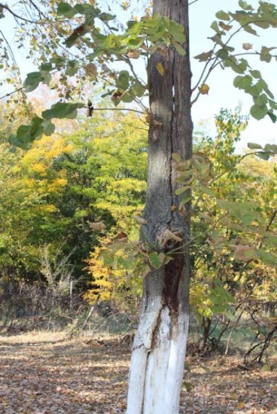 Премахват опасни дървета в Козлодуй