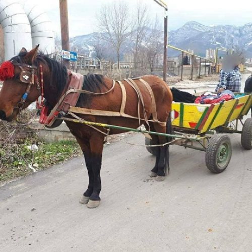 Каруцар опита да се укрие, за да не бъде глобен