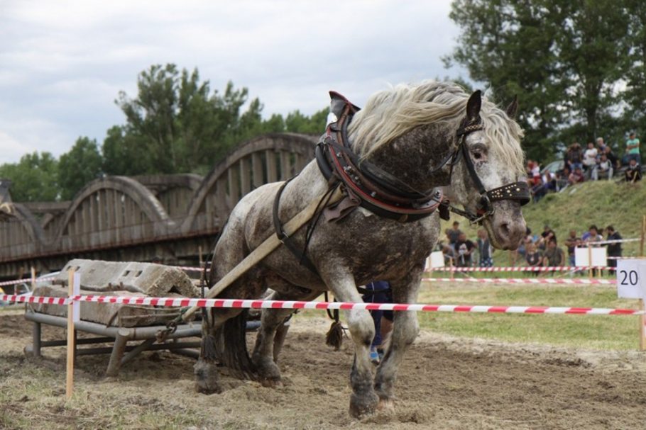 сн.1