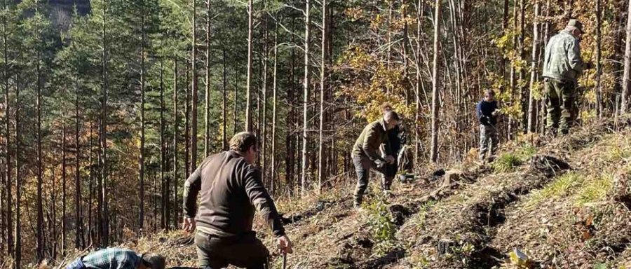 Залесиха 2100 дка с топола и дъб на територията на СЗДП