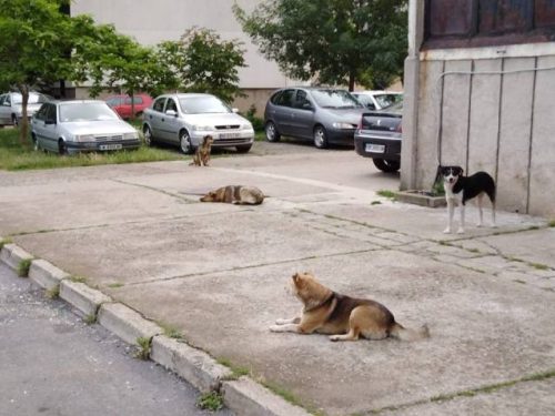 Затрупаха с бездомни кучета врачански квартали
