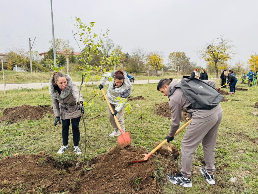 Засадиха 500 нови дървета във Враца