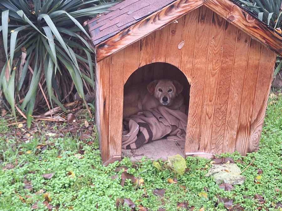 Къщички за бездомните кучета ще поставят из Видин
