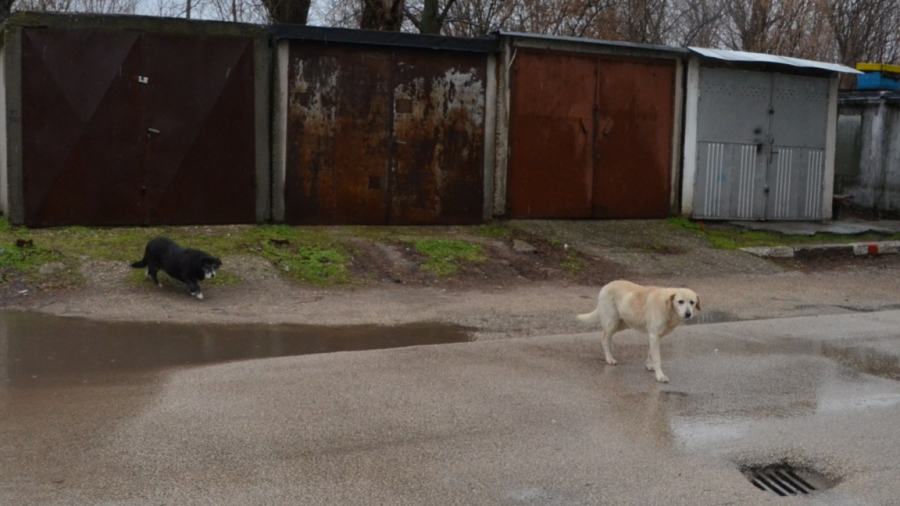 Преброиха 77 бездомни кучета в Якимово