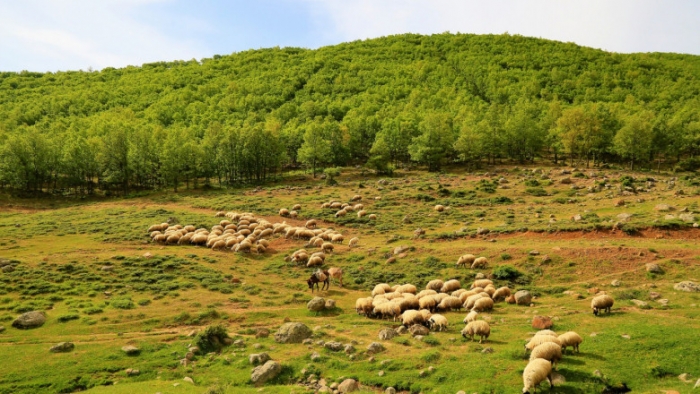 Данъчното в Монтана продава земеделски земи