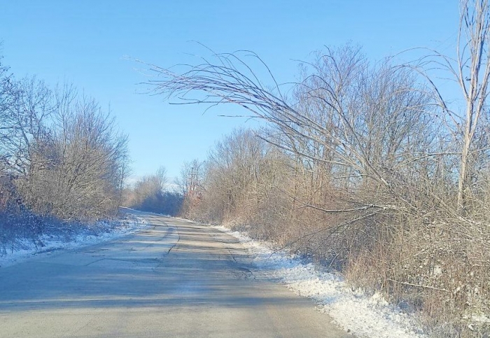 Дърво надвисна опасно над шосето за Веслец