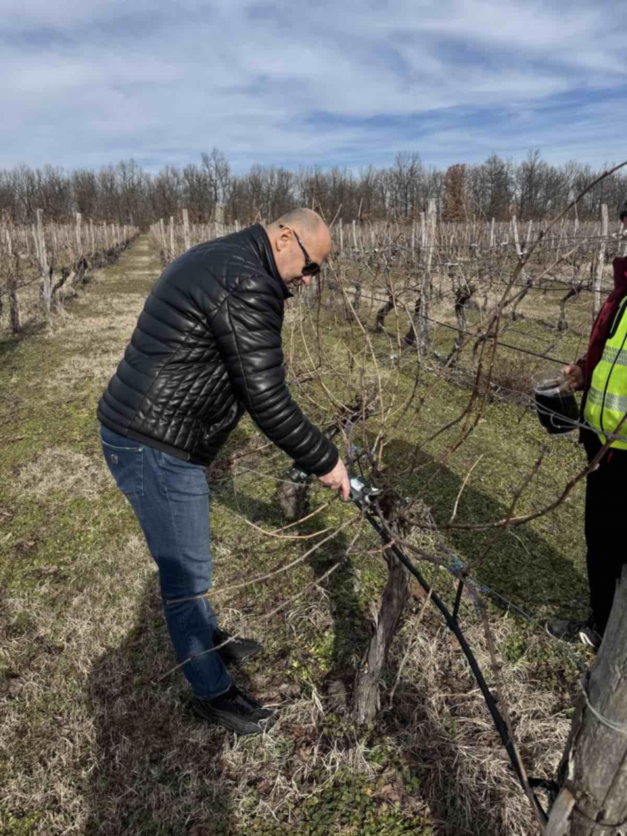 Зарязаха лозовите масиви край Бойница