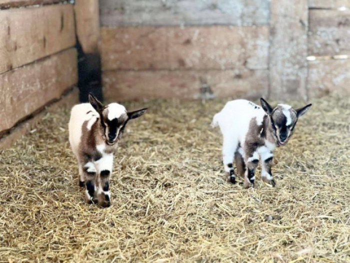 Кози паднаха в кладенец във Видинско