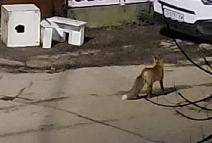 Лисици се разхождат в центъра на Монтана