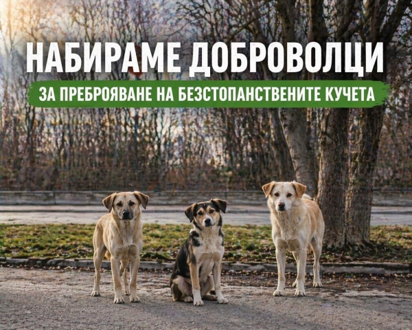Търсят доброволци да броят безстопанствените кучета във Видин