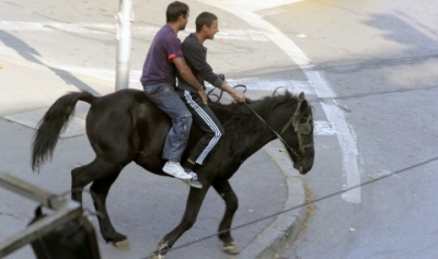 Конфискуваха ромски коне и каруци във Враца