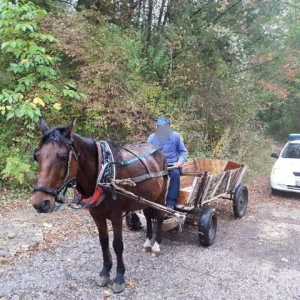 Конфискуваха кон и каруца