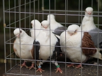 Пета регионална изложба на птици в Козлодуй