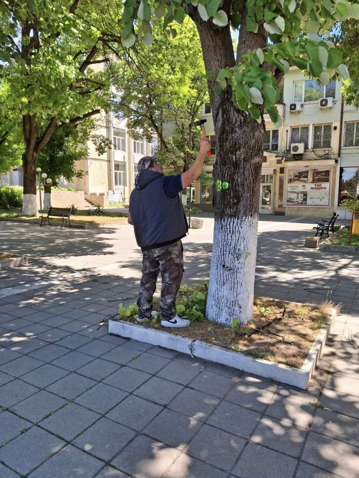 Експерти проверяват за опасни дървета в Мизия
